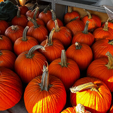 Connell's Orchard Carving Pumpkin