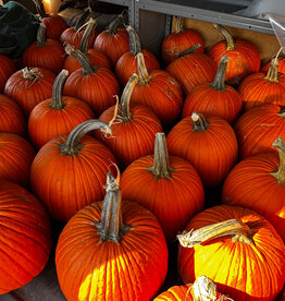 Connell's Orchard Carving Pumpkin