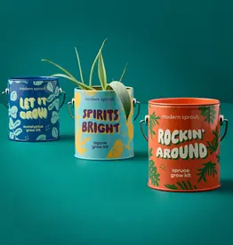 Holiday Complimentary Colors Grow Kit - Rockin' Around Norway Spruce