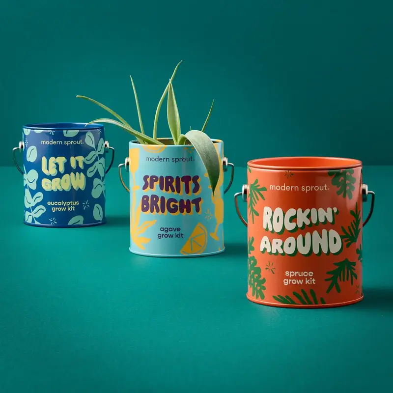 Holiday Complimentary Colors Grow Kit - Rockin' Around Norway Spruce