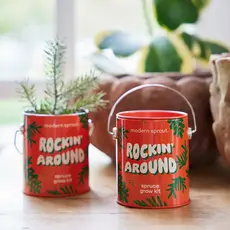 Holiday Complimentary Colors Grow Kit - Rockin' Around Norway Spruce
