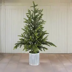 Will's Company Potted Norway Spruce Tree (Small)