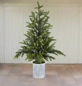 Will's Company Potted Norway Spruce Tree (Small)