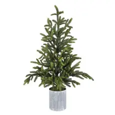 Will's Company Potted Norway Spruce Tree (Large)