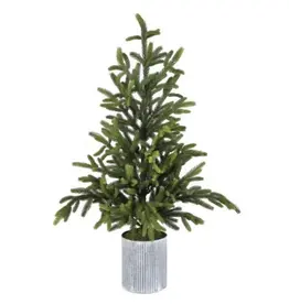 Will's Company Potted Norway Spruce Tree (Large)