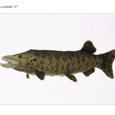 Cabin Critters Inc Plush Muskellunge 17"