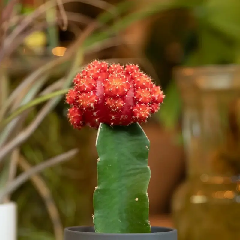 Volume One Grafted Moon Cactus - 2.5"