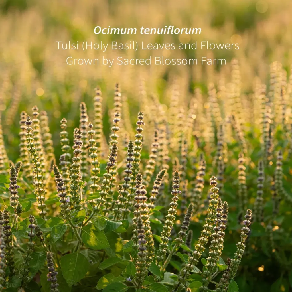 Sacred Blossom Farm Herbal Tea - Tulsi