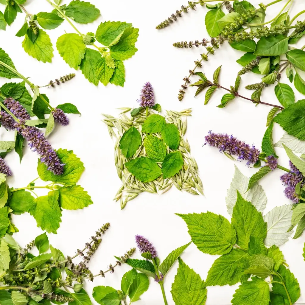 Sacred Blossom Farm Herbal Tea -Turtle