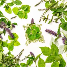 Sacred Blossom Farm Herbal Tea -Turtle