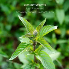 Sacred Blossom Farm Herbal Tea - Chocolate Peppermint