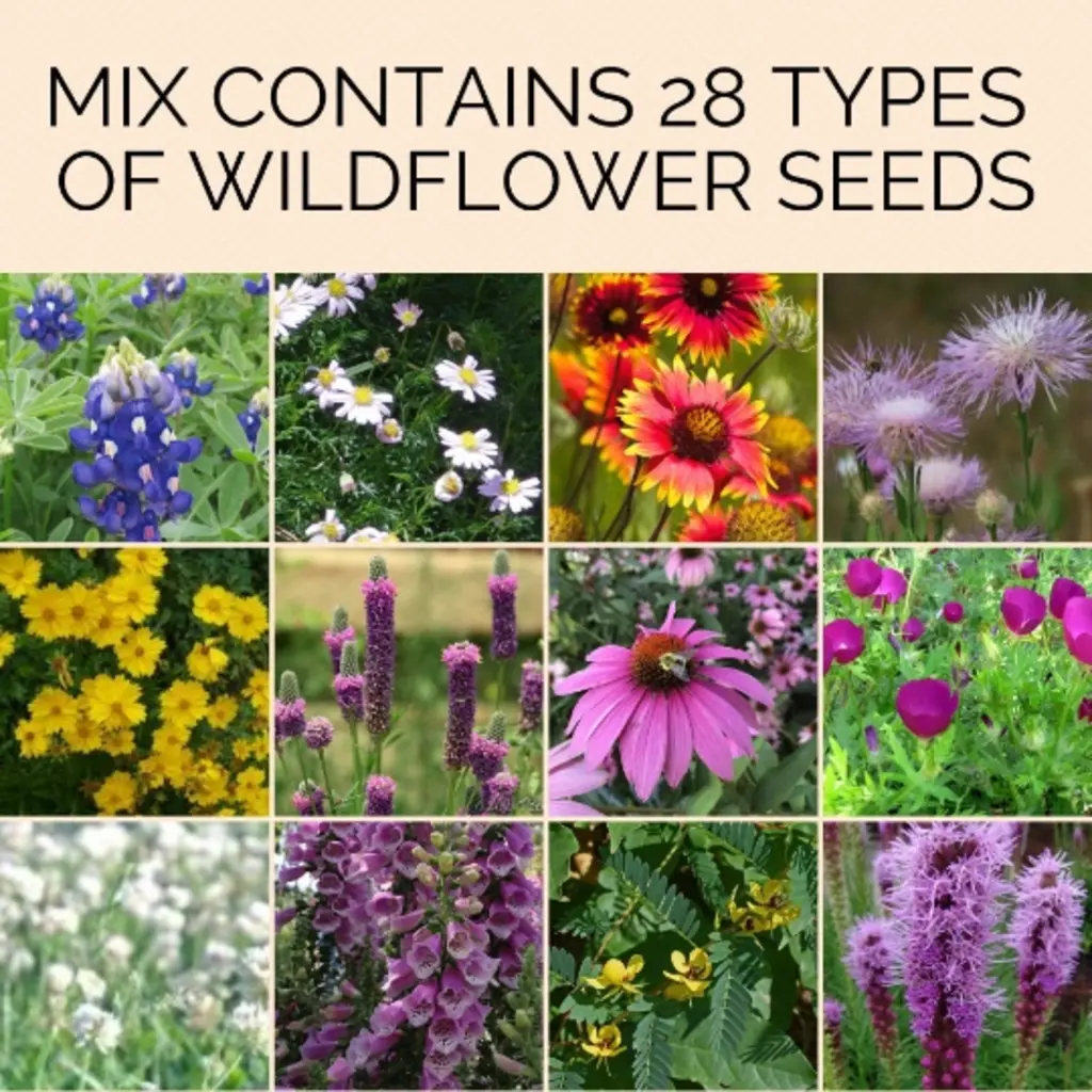 Pollinators and Blooms Wildflowers Seed Balls - Pollinator Garden
