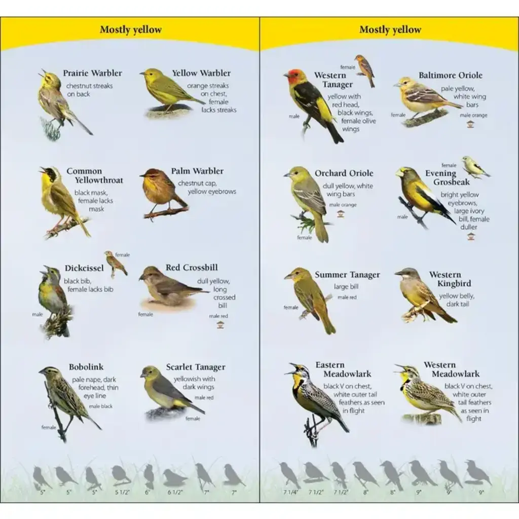 Tekiela Stan Birds of the Midwest Quick Guide