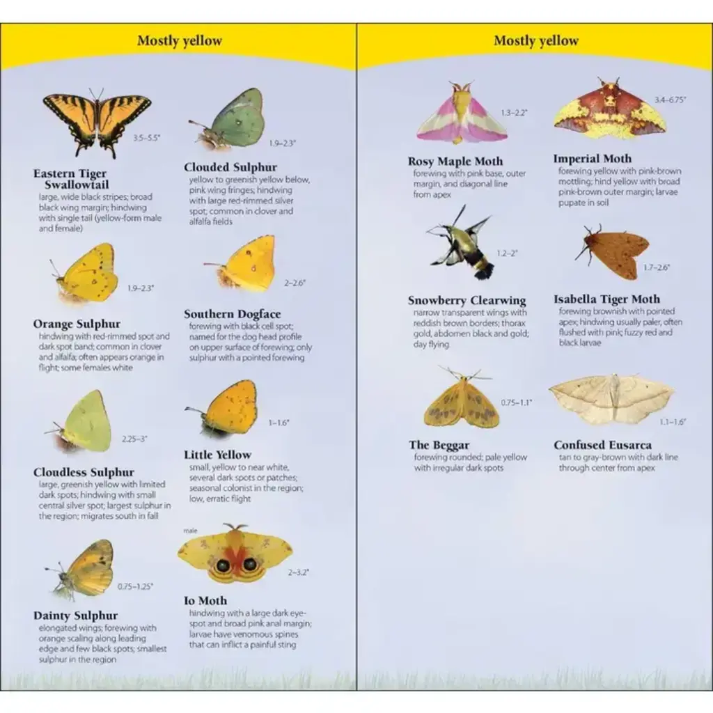 Daniels Jaret C. Butterflies of Midwest Quick Guide
