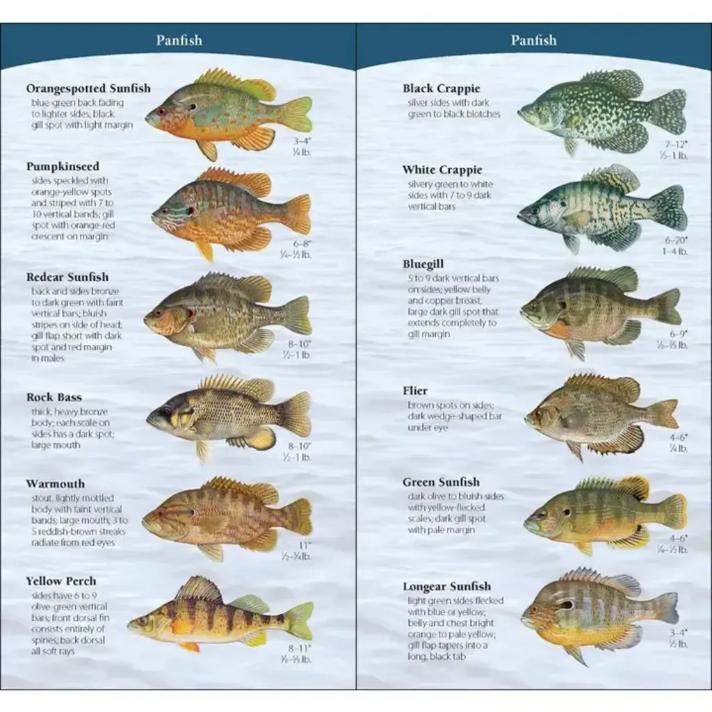 Bosanko Dave Fish of Midwest Quick Guide