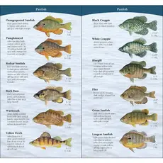 Bosanko Dave Fish of Midwest Quick Guide