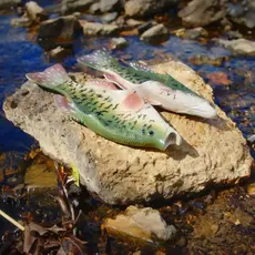 Fish Sandal Adult Small-Crappie