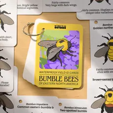 weneedtogooutside Bumble Bees of Eastern USA Field Guide Cards