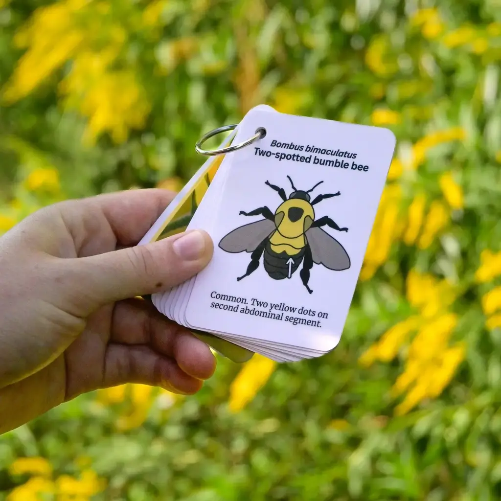 weneedtogooutside Bumble Bees of Eastern USA Field Guide Cards