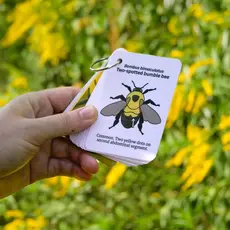 weneedtogooutside Bumble Bees of Eastern USA Field Guide Cards