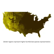 weneedtogooutside Bumble Bees of Eastern USA Field Guide Cards