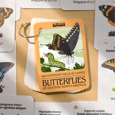 weneedtogooutside Butterflies of Eastern USA Field Guide Cards