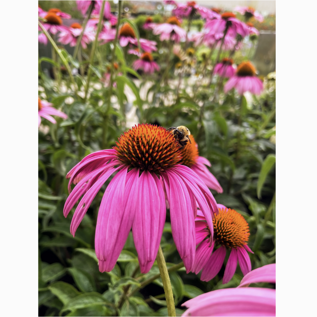 Messner Bee Farm Honeybee Garden Wildflower Seeds