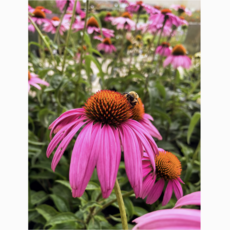 Messner Bee Farm Honeybee Garden Wildflower Seeds