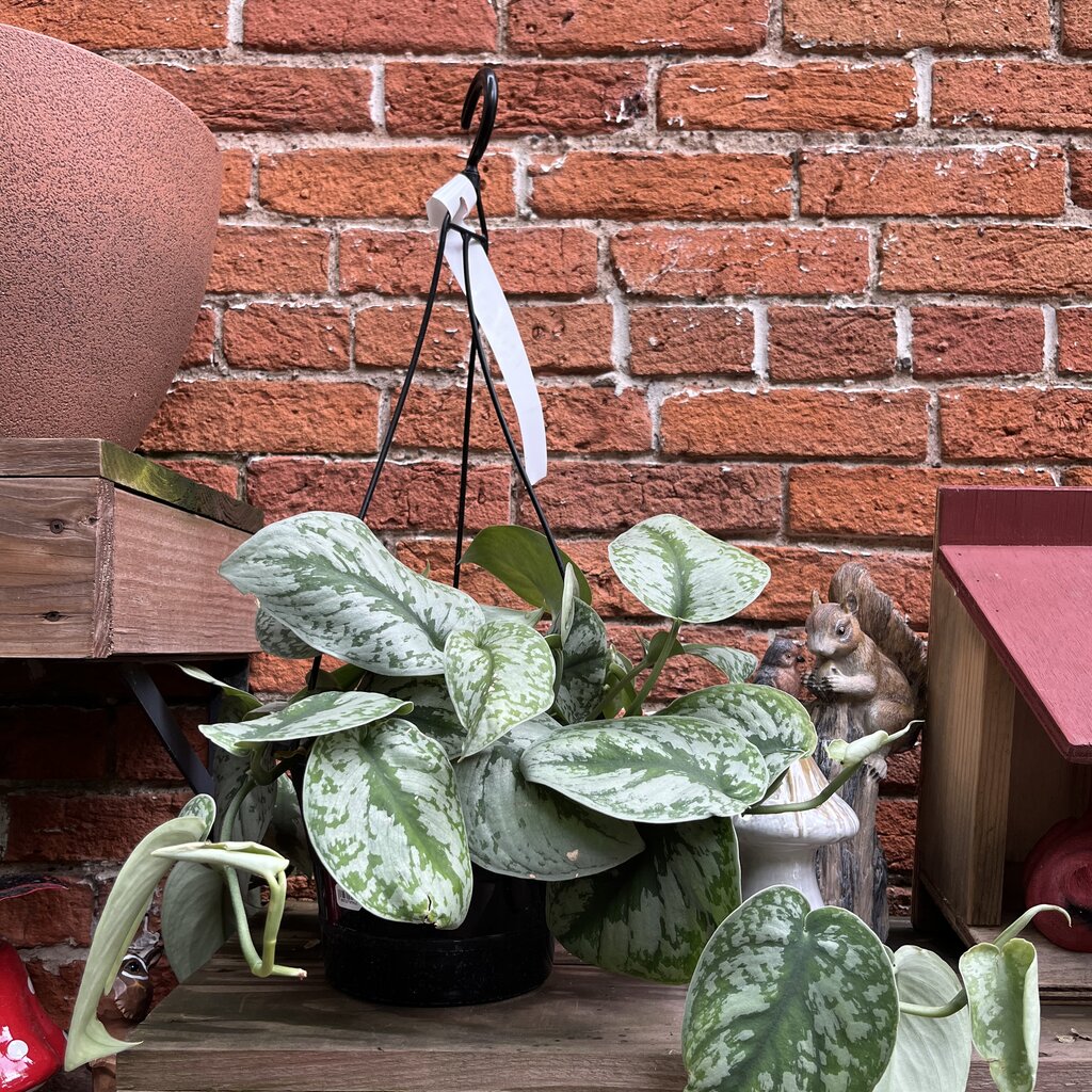Down To Earth Plant - Silver Satin - 8"