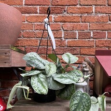 Down To Earth Plant - Silver Satin - 8"