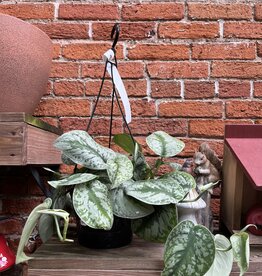 Down To Earth Plant - Silver Satin - 8"