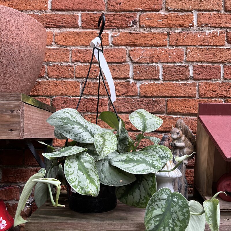 Down To Earth Plant - Silver Satin - 8"