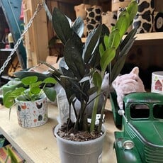Down To Earth Plant - 5" ZZ 'Raven'