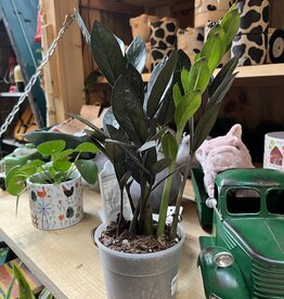 Down To Earth Plant - 5" ZZ 'Raven'
