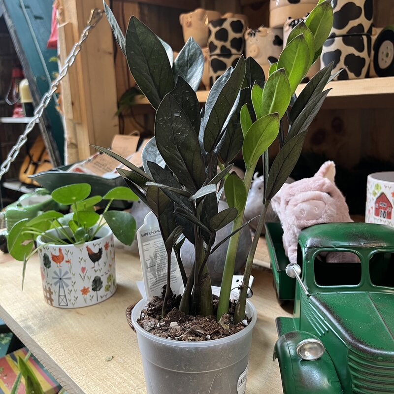 Down To Earth Plant - 5" ZZ 'Raven'