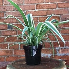 Volume One Plant - 4" Spider Plant - "Chlorophytum Comosum"