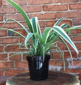 Volume One Plant - 4" Spider Plant - "Chlorophytum Comosum"