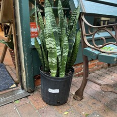 Volume One Plant - 8" Sansevieria 'Black Coral"