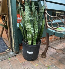 Volume One Plant - 8" Sansevieria 'Black Coral"