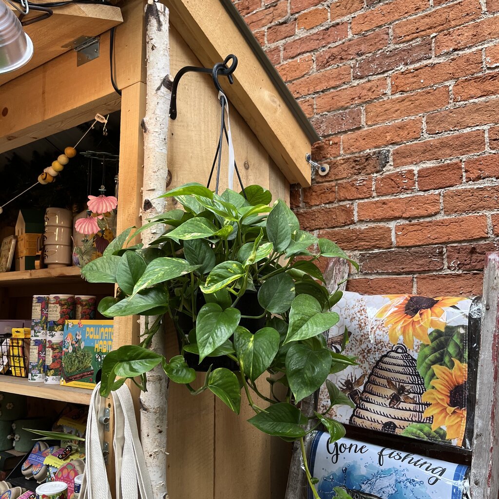 Down To Earth Plant - Pothos 'Hawaiian' - 8" Hanging Basket