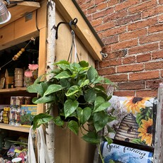 Down To Earth Plant - Pothos 'Hawaiian' - 8" Hanging Basket