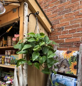 Down To Earth Plant - Pothos 'Hawaiian' - 8" Hanging Basket