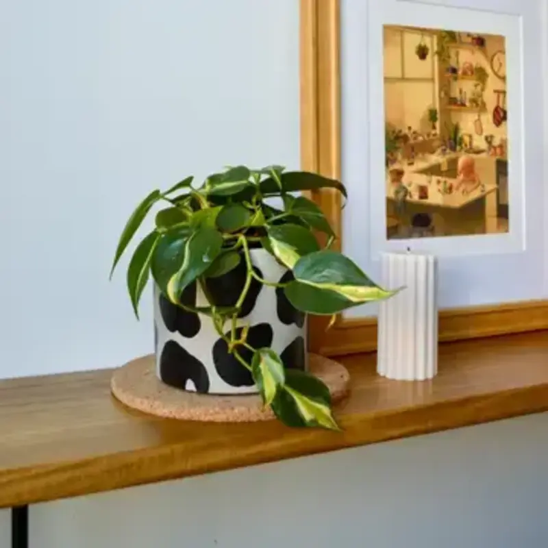 LindaMakess Handpainted Cow Planter 3 in