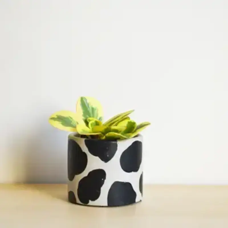LindaMakess Handpainted Cow Planter 4 in