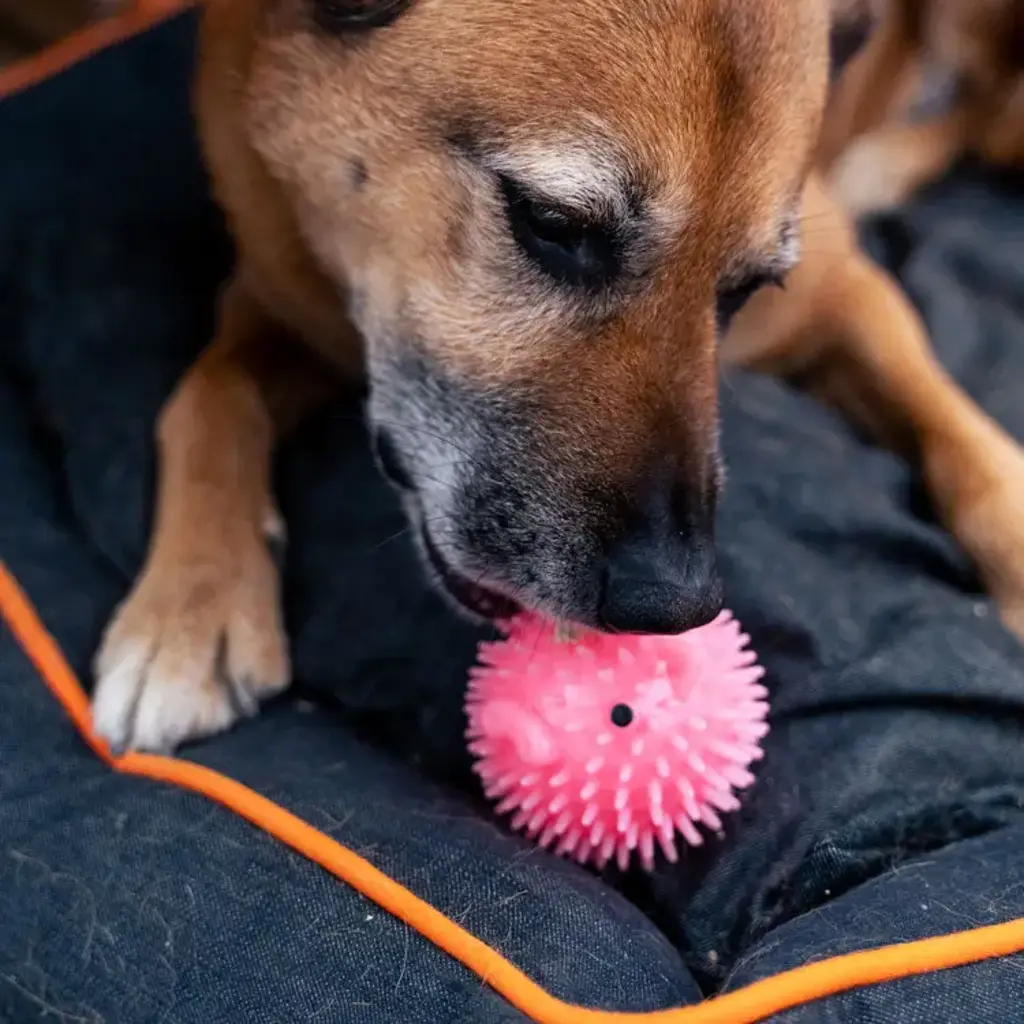 Kikkerland Piggy Dog Ball