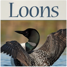 AdventureKEEN (Faire) Loon Playing Cards