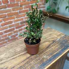 Down To Earth Maidenhair Fern 2"