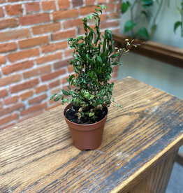 Down To Earth Maidenhair Fern 2"