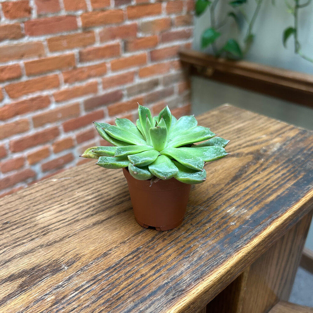 Down To Earth Echeveria "Lime n' Chile" 2"