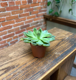 Down To Earth Echeveria "Lime n' Chile" 2"